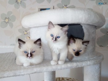 We have a new litter of Ragdoll  kittens