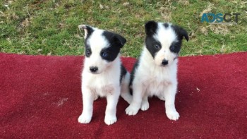 8 Beautiful Border Collie Pups For Sale