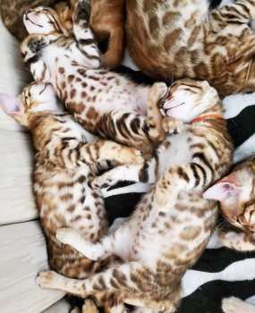 Bengal kittens for re homing 