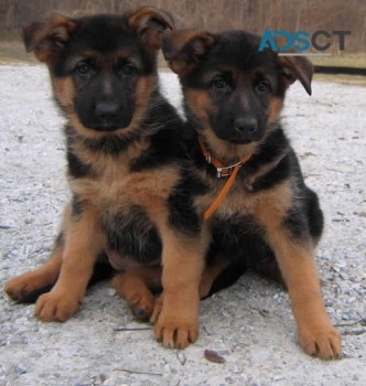 German Shepherd Puppies For Sale