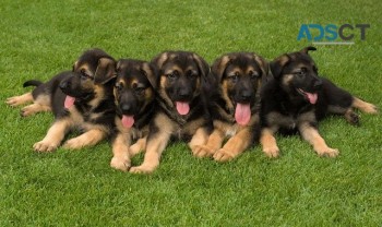 German Shepherd Puppies For Sale
