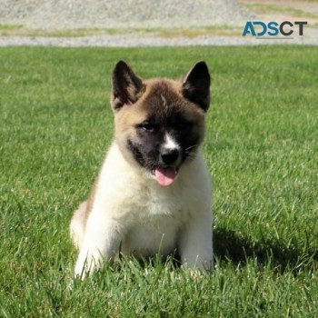 Akita Puppies For Sale
