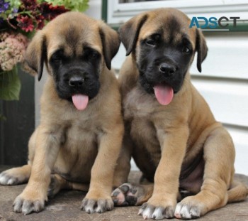 Bullmastiff Puppies For Sale