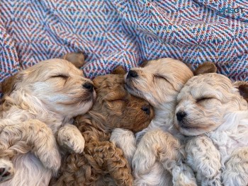 Five maltipoo puppies for sale 