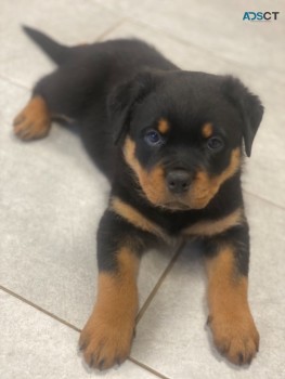  Rottweiler Puppies Available Now to go