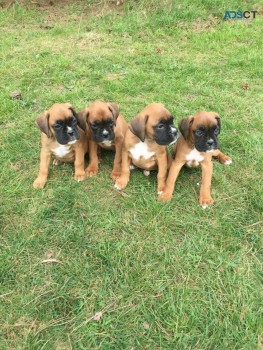 Beautiful Boxer Puppies