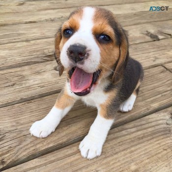 Beagle puppies For sale