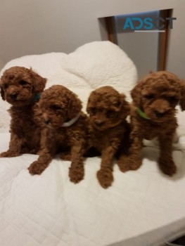  Toy Poodles Puppies 