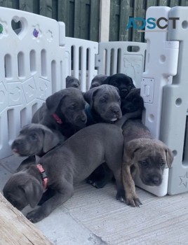 Beautiful Blue Cane Corso Puppies