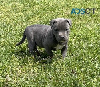 Pit Bull Terrier pups for sale