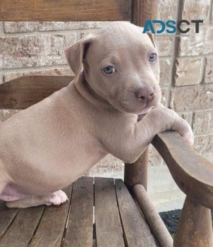 Pit Bull Terrier pups for sale
