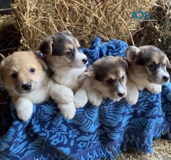Beautiful Pembroke Corgi Puppies