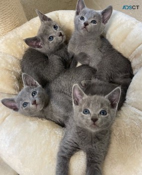 Russian Blue Kittens 