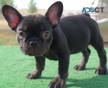  French Bulldog puppies for sale