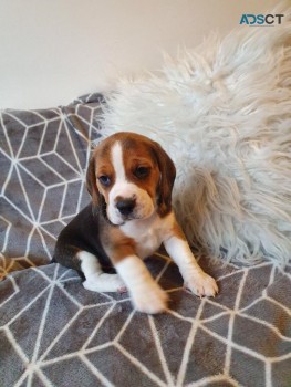 Beagle Puppies Available Now to go