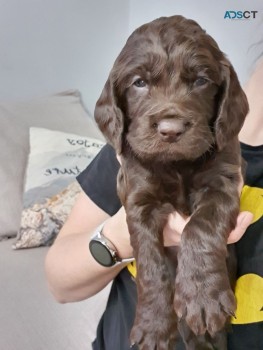 Cocker Spaniel Puppies looking for Good 