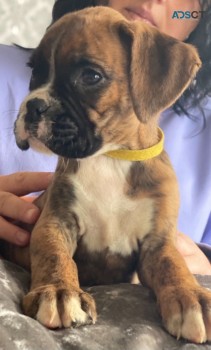 Boxer Puppies for sale 