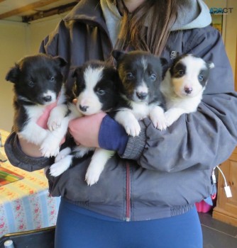 Border Collie Puppies for sale 