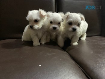 Gorgeous Maltese Puppies