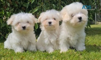 Maltese Pups