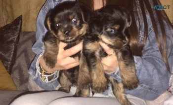 Teacup Yorkie Puppies for sale