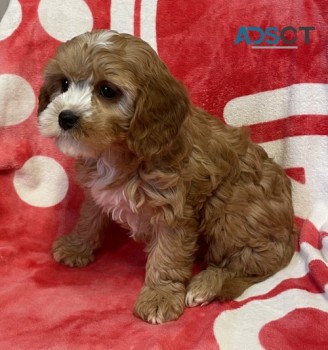 Maltipoo puppies for sale sale