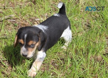Cute Beagle Pups  for  sale