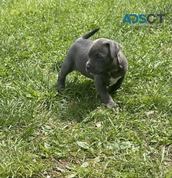 Pit Bull  Terrier puppies for sale