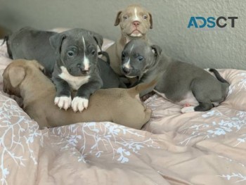 Blue Noise PitBull Puppies For Sale 