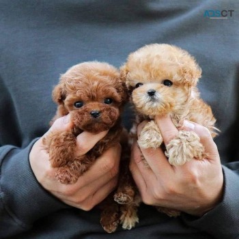Teacup Poodle Puppies to Go Now