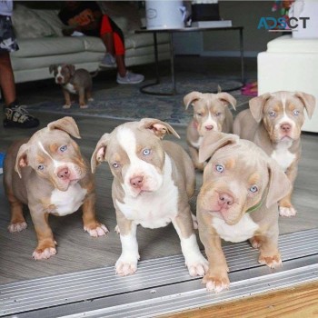 Healthy Blue Noise Pit-bull Puppies