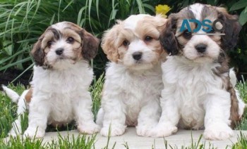  Cavachon puppies for sale