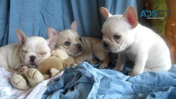 Adorable French bulldog puppies For Sale