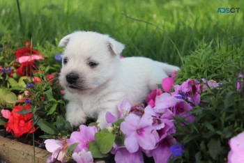 West Highland Terrier Puppies for sale 