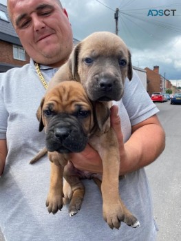 Cane Corso Puppies for sale 