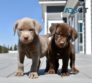 Labrador Retriever pups for sale