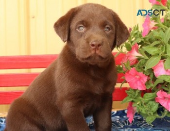 Labrador Retriever pups for sale