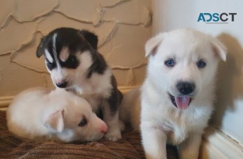 Siberian Husky Now Available for sale 