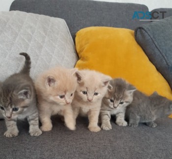 British Shorthair kittens 
