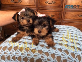 Yorkshire Terrrier puppies for sale