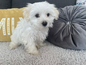 Cute and Healthy Maltese Puppies for sal