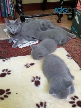 Russian Blue Kittens Available
