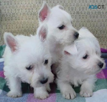 West highland terrier for adoption 