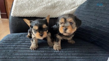 cute Yorkshire Terrier Puppies