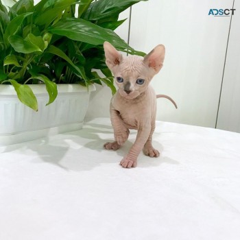 Adorable Sphynx kitten for sale