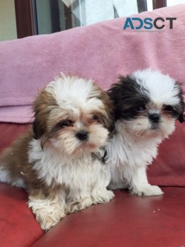 Beautiful Shih Tzu Puppies For Sale