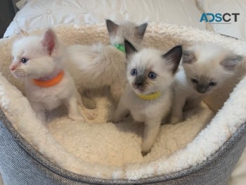 4 Stunning Ragdoll Kittens