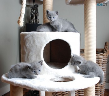  Russian Blue kittens for sale