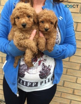  Beautiful Red Toy Poodle Puppies
