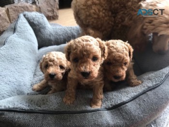  Beautiful Red Toy Poodle Puppies